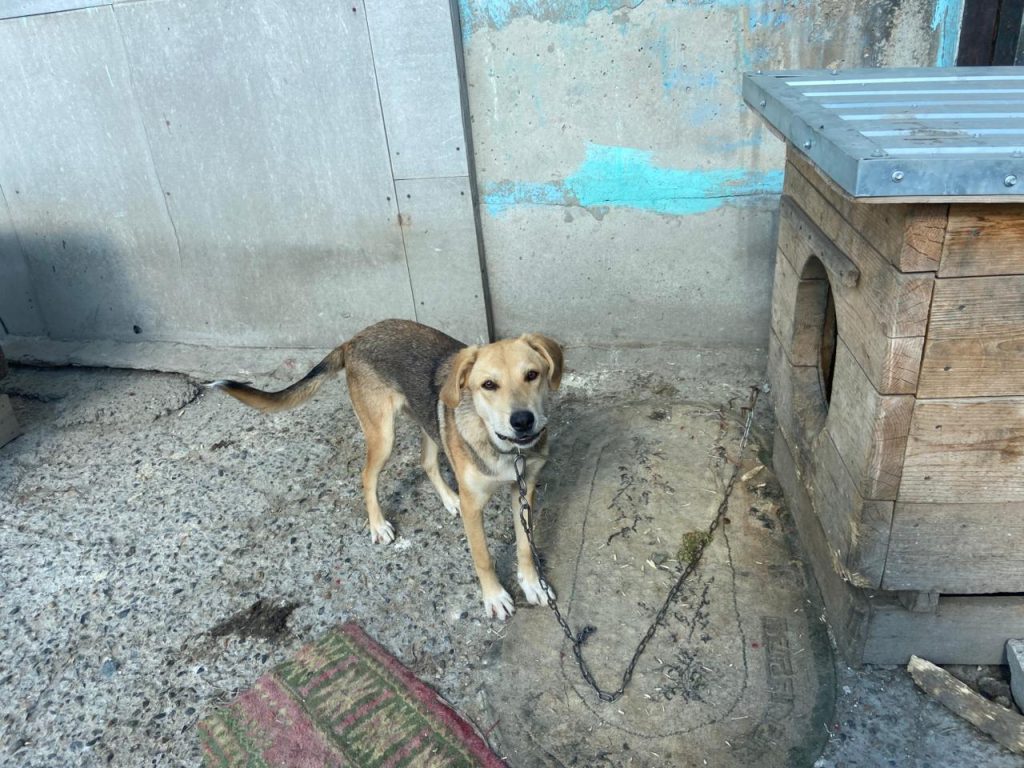«Шанс» не один: Поддержка приюта в Заринске в День бездомных животных