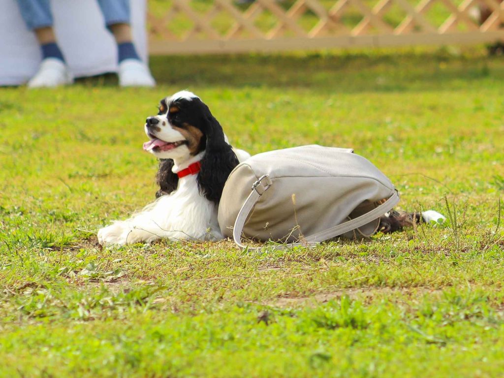 День села в Баюновских Ключах: Юные зрители в восторге от дог-шоу