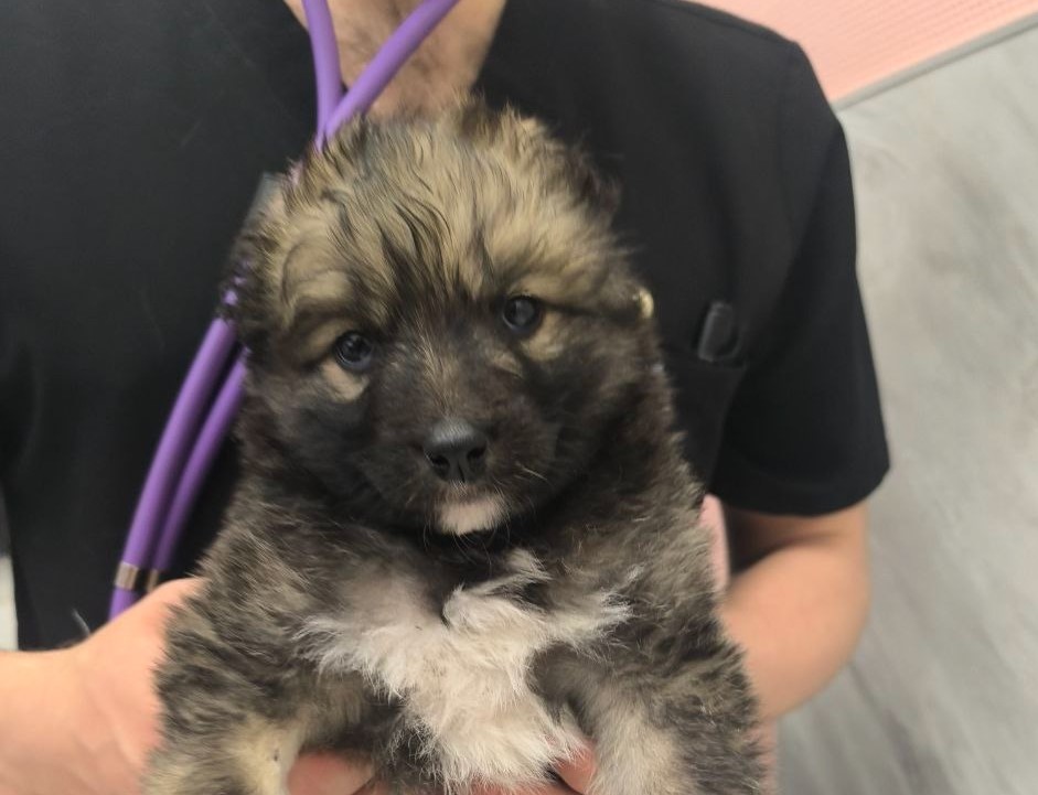 «Мой Алтай» и «Киберия» помогли приюту для собак-инвалидов в Новоалтайске