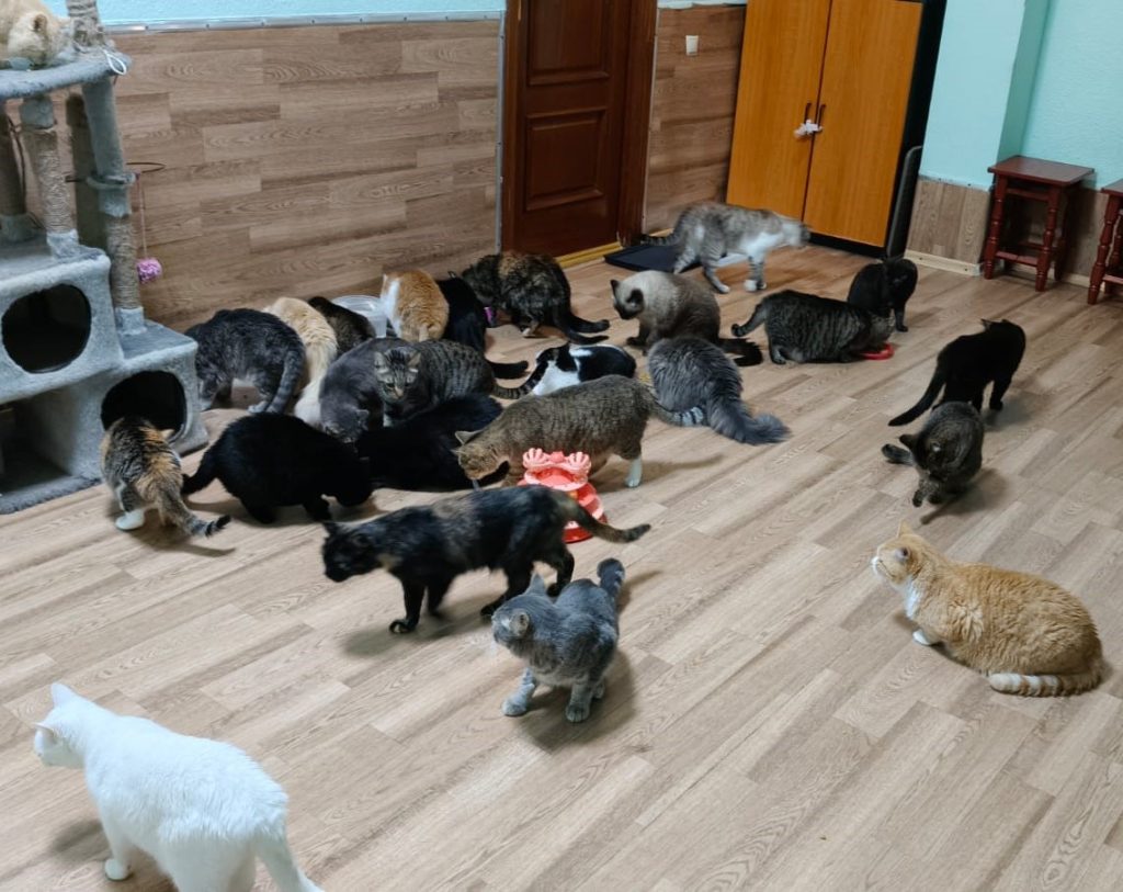 Вместе ради животных: 60 килограммов корма для кошек Топчихинского приюта